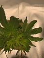 Click image for larger version

Name:	Plant7.jpg
Views:	227
Size:	2.37 MB
ID:	433839