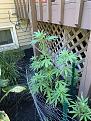 Click image for larger version

Name:	8-1-20 P1.jpg
Views:	304
Size:	3.14 MB
ID:	434092
