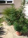 Click image for larger version

Name:	IMG_20200802_153028.jpg
Views:	227
Size:	5.00 MB
ID:	434218