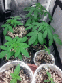 20200801_134953-ANIMATION.gif