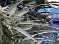 Click image for larger version

Name:	101B7A74-D125-4626-B501-8B6F639FC826.jpeg
Views:	374
Size:	2.15 MB
ID:	436786