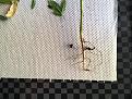 Click image for larger version

Name:	IMG_0133.JPG
Views:	267
Size:	2.56 MB
ID:	437401