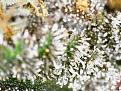 Click image for larger version

Name:	plant 1.1.jpg
Views:	286
Size:	119.8 KB
ID:	437792