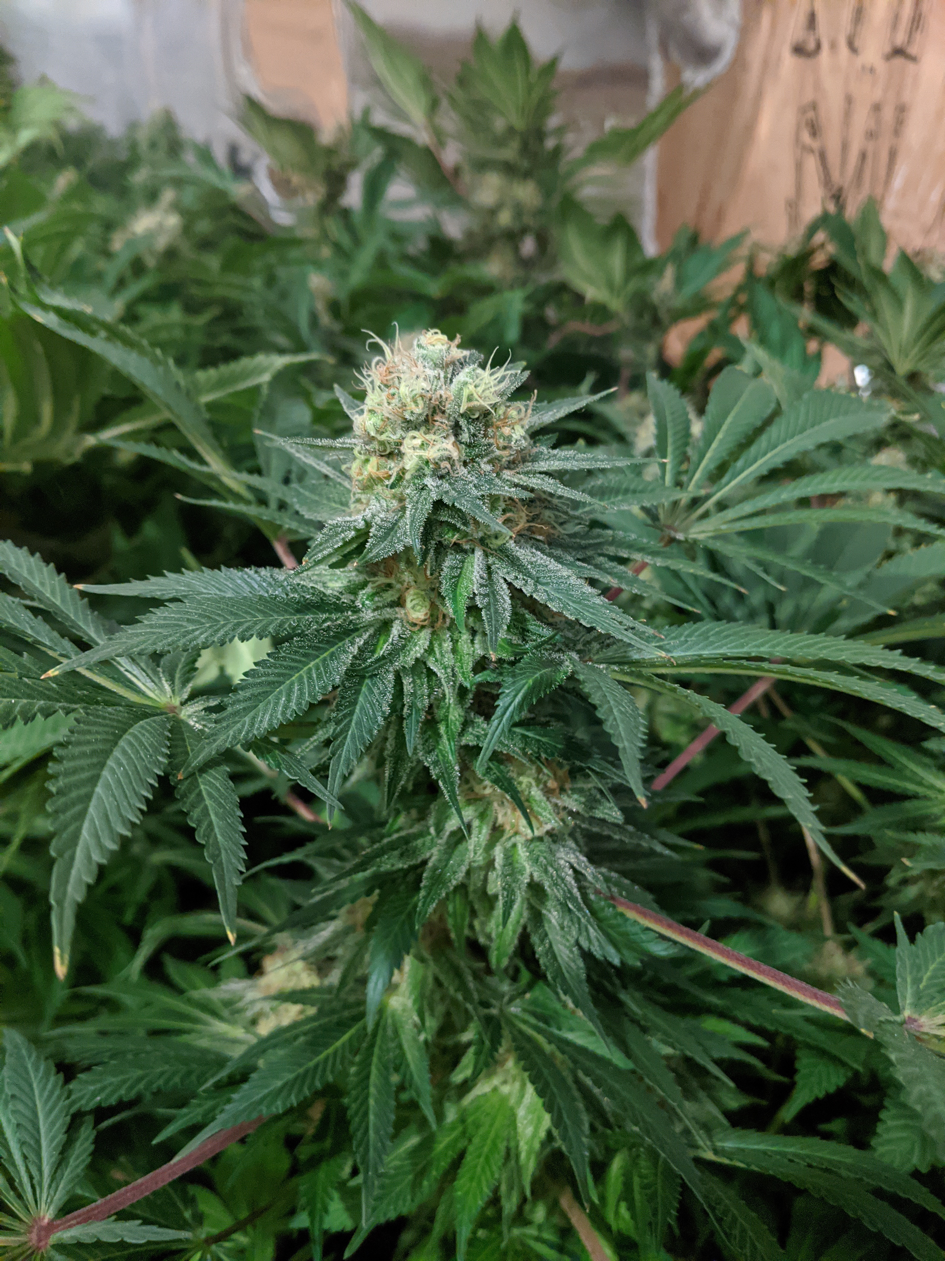 New grower auto jack herer - Harvesting - I Love Growing Marijuana Forum