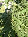 Click image for larger version

Name:	IMG_20200823_074014.jpg
Views:	184
Size:	1.59 MB
ID:	439552