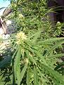 Click image for larger version

Name:	IMG_20200823_074006.jpg
Views:	199
Size:	1.76 MB
ID:	439553