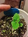 Click image for larger version

Name:	tiny pot 1.jpg
Views:	500
Size:	1.46 MB
ID:	448463