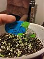 Click image for larger version

Name:	tiny pot.jpg
Views:	403
Size:	1.51 MB
ID:	448464