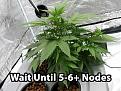 Click image for larger version

Name:	wait-until-5-6-nodes.jpg
Views:	341
Size:	318.1 KB
ID:	448835