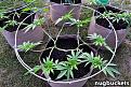 Click image for larger version

Name:	pruned-for-16-nugbuckets-sm.jpg
Views:	212
Size:	74.1 KB
ID:	449228