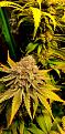 Click image for larger version

Name:	Sdsmn Alaskan Purple days 58 and 91 resized to 25 percent.jpg
Views:	260
Size:	239.5 KB
ID:	450444