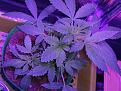 Click image for larger version

Name:	IMG_20201013_161649.jpg
Views:	622
Size:	2.43 MB
ID:	459021