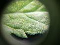 Click image for larger version

Name:	IMG_20201013_081411.jpg
Views:	616
Size:	1.76 MB
ID:	459023