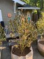 Click image for larger version

Name:	IMG_8863.jpg
Views:	229
Size:	3.59 MB
ID:	460680