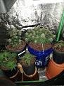 Click image for larger version

Name:	showthegrow.jpg
Views:	815
Size:	3.50 MB
ID:	461849