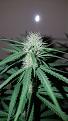 Click image for larger version

Name:	FB1 Pistils.jpg
Views:	775
Size:	2.01 MB
ID:	462989