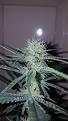 Click image for larger version

Name:	FB2 pistils.jpg
Views:	811
Size:	2.03 MB
ID:	462991