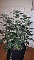 Click image for larger version

Name:	Critical Crack OG.jpg
Views:	773
Size:	2.31 MB
ID:	462992