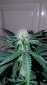 Click image for larger version

Name:	CC Pistils.jpg
Views:	778
Size:	1.97 MB
ID:	462993