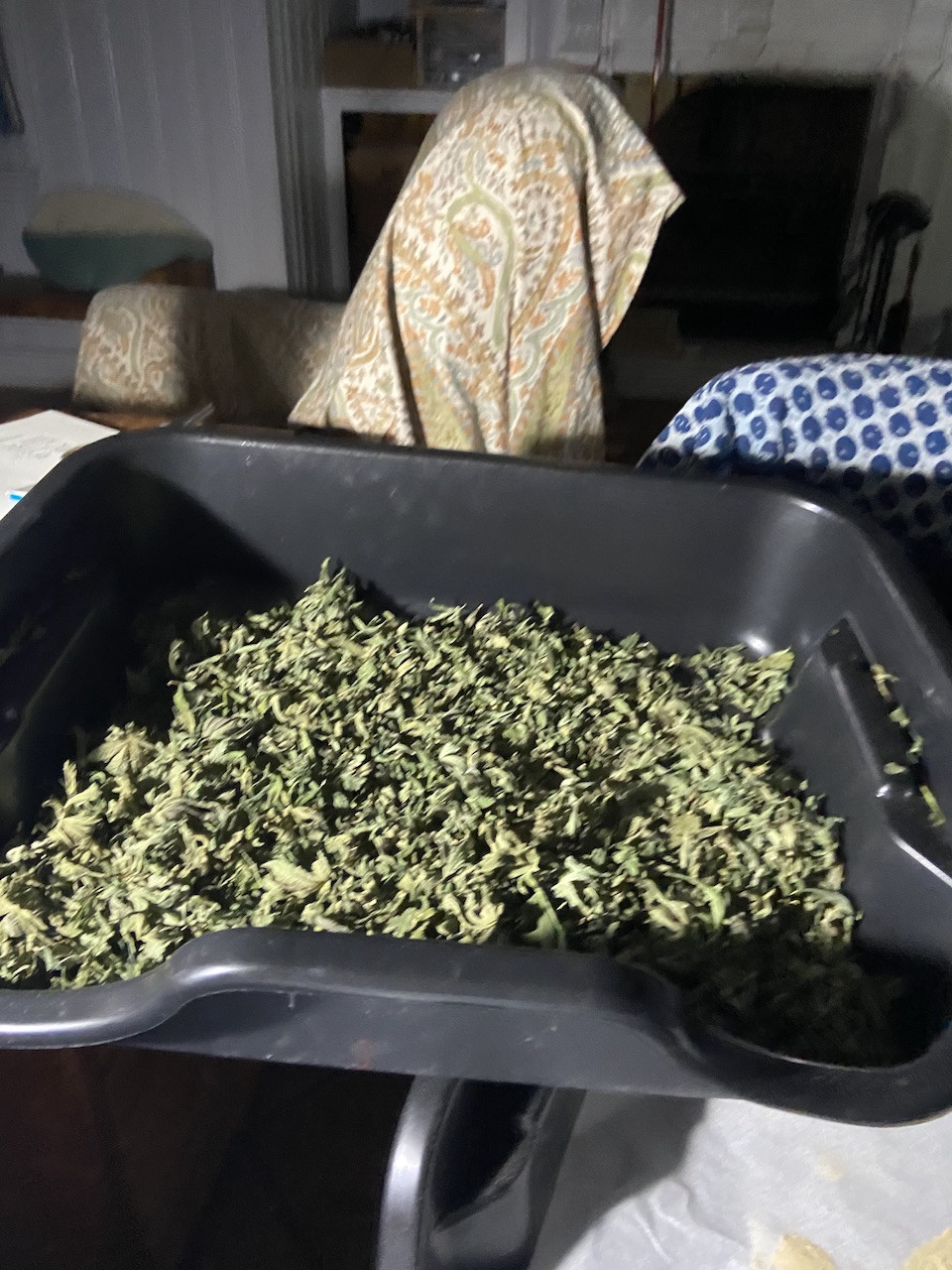 Trim bin redeems itself: Gathering kief - GrowWeedEasy.com Cannabis Growing  Forum