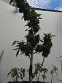 Click image for larger version

Name:	planta entera.jpeg
Views:	236
Size:	226.0 KB
ID:	464218