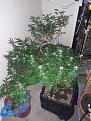 Click image for larger version

Name:	20201104_193326.jpg
Views:	936
Size:	1.76 MB
ID:	465369