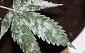 Click image for larger version

Name:	white-mildew-on-cannabis-marijuana-640x401.jpg
Views:	304
Size:	73.0 KB
ID:	465390