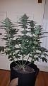 Click image for larger version

Name:	Critical Crack  og.jpg
Views:	976
Size:	2.37 MB
ID:	467110