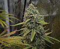 Click image for larger version

Name:	GROW 11.jpg
Views:	498
Size:	3.87 MB
ID:	467190