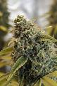 Click image for larger version

Name:	GROW 10.jpg
Views:	503
Size:	4.61 MB
ID:	467192