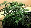 Click image for larger version

Name:	marijuana-droopy-leaves-nitrogen-toxic.jpg
Views:	330
Size:	205.6 KB
ID:	471971