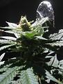 Click image for larger version

Name:	Congo Indica.JPG
Views:	493
Size:	93.1 KB
ID:	473062