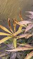 Click image for larger version

Name:	dry gel leaves.jpg
Views:	237
Size:	2.76 MB
ID:	473522