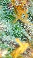 Click image for larger version

Name:	gel trichomes.png
Views:	214
Size:	425.7 KB
ID:	473523
