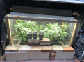 Click image for larger version

Name:	New Grow 10.png
Views:	928
Size:	3.30 MB
ID:	480090