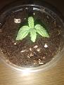 Click image for larger version

Name:	3513699_seedsman-white-widow-grow-journal-by-atacannnseedsmanwhite-widow.jpg
Views:	303
Size:	1.69 MB
ID:	480877