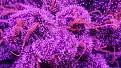 Click image for larger version

Name:	Black Cherry Trichomes.jpg
Views:	323
Size:	2.47 MB
ID:	481221