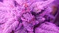 Click image for larger version

Name:	Melonade Trichomes.jpg
Views:	261
Size:	2.54 MB
ID:	481222
