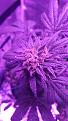 Click image for larger version

Name:	black cherry bud close.jpg
Views:	234
Size:	2.81 MB
ID:	481223