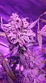 Click image for larger version

Name:	Melonade bud close.jpg
Views:	218
Size:	3.55 MB
ID:	481224