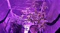 Click image for larger version

Name:	both plants.jpg
Views:	249
Size:	5.20 MB
ID:	481225