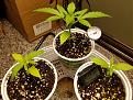 Click image for larger version

Name:	Grow Journal - 2 weeks.jpg
Views:	393
Size:	875.3 KB
ID:	488253