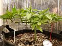 Click image for larger version

Name:	Grow Journal - 1 week in manifold.jpeg
Views:	248
Size:	1.15 MB
ID:	488259