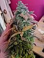 Click image for larger version

Name:	IMG_20210208_130109.jpg
Views:	980
Size:	2.24 MB
ID:	488691