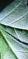 Click image for larger version

Name:	bugs1.jpg
Views:	199
Size:	836.5 KB
ID:	491092
