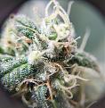 Click image for larger version

Name:	Budstatus1.jpg
Views:	271
Size:	1.07 MB
ID:	493151