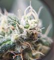 Click image for larger version

Name:	Budstatus2.jpg
Views:	224
Size:	755.3 KB
ID:	493152