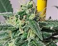 Click image for larger version

Name:	Budstatus4.jpg
Views:	243
Size:	1.07 MB
ID:	493153