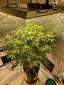 Decent plant.jpg
