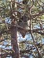Guard owl.jpg